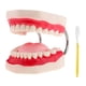 thumbnail image 3 of Modelo de Dientes de Demostración de de ñanza Agrandado 6x + Cepillo de Dientes Sunnimix Herramienta de enseñanza de los dientes, 3 of 7