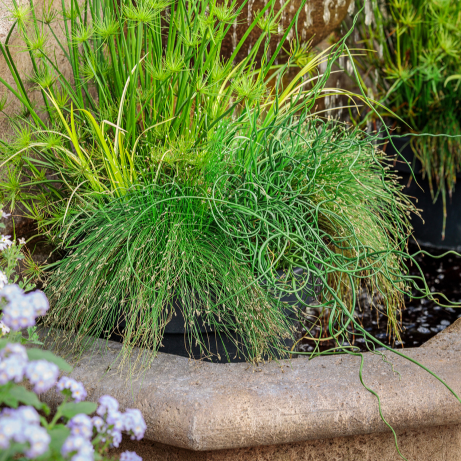 Proven Winners 5" Graceful Grasses Curly Wurly Corkscrew Rush Live Plant in 4.5" Pot