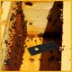 thumbnail image 3 of 20 Pcs Plastic Beehive Trap Beehive Beekeeping Tools Beekeeping Supplies Reusable Collecting Tools, 3 of 5