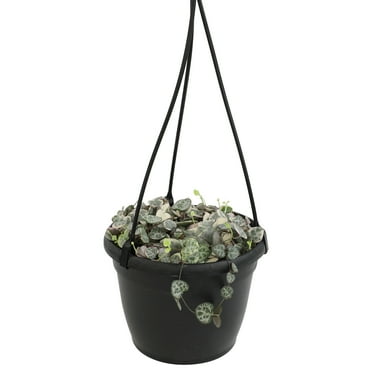 Variegated String of Hearts 6" Hanging Pot | Pet Friendly | Full Sunlight | Element by Altman Plants