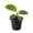 1 Plant, variant on Zebra Plant Calathea - 1 Live Starter Plant - Goeppertia Zebrina - Tropical Striped Broad Leaf Easy Care Houseplant