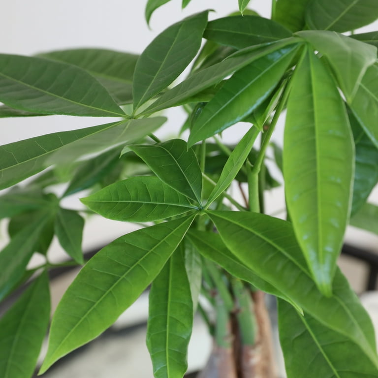 monstera peru full grown Monstera Peru