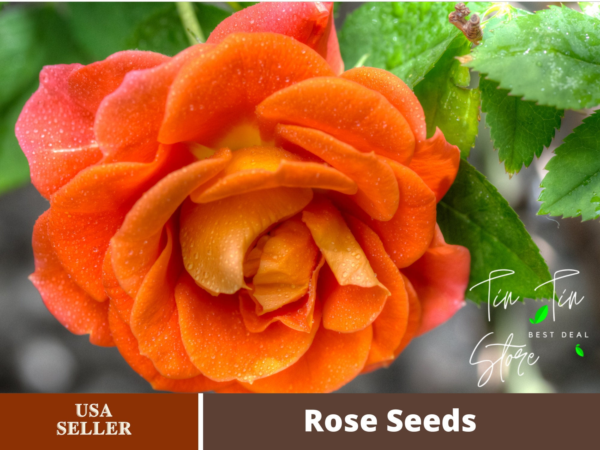 30 Rare seedOrange Rose Seed Flower1091Authentic SeedsFlowersSeedsRose seedsHerb seeds