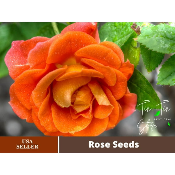 30 Rare seedOrange Rose Seed Flower1091Authentic SeedsFlowersSeedsRose seedsHerb seeds