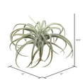 thumbnail image 2 of Vickerman 10.5" Artificial Gray Tillandsia Pick., 2 of 3