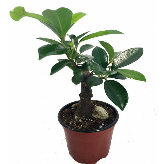 Chinese Ginseng Ficus Bonsai Tree - 4" Pot - House Plant or Bonsai