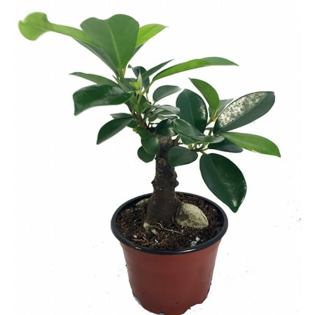 Ficus microcarpa ginseng plantasjen