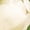 White, variant on Member's Mark Tulips, 50 stems
