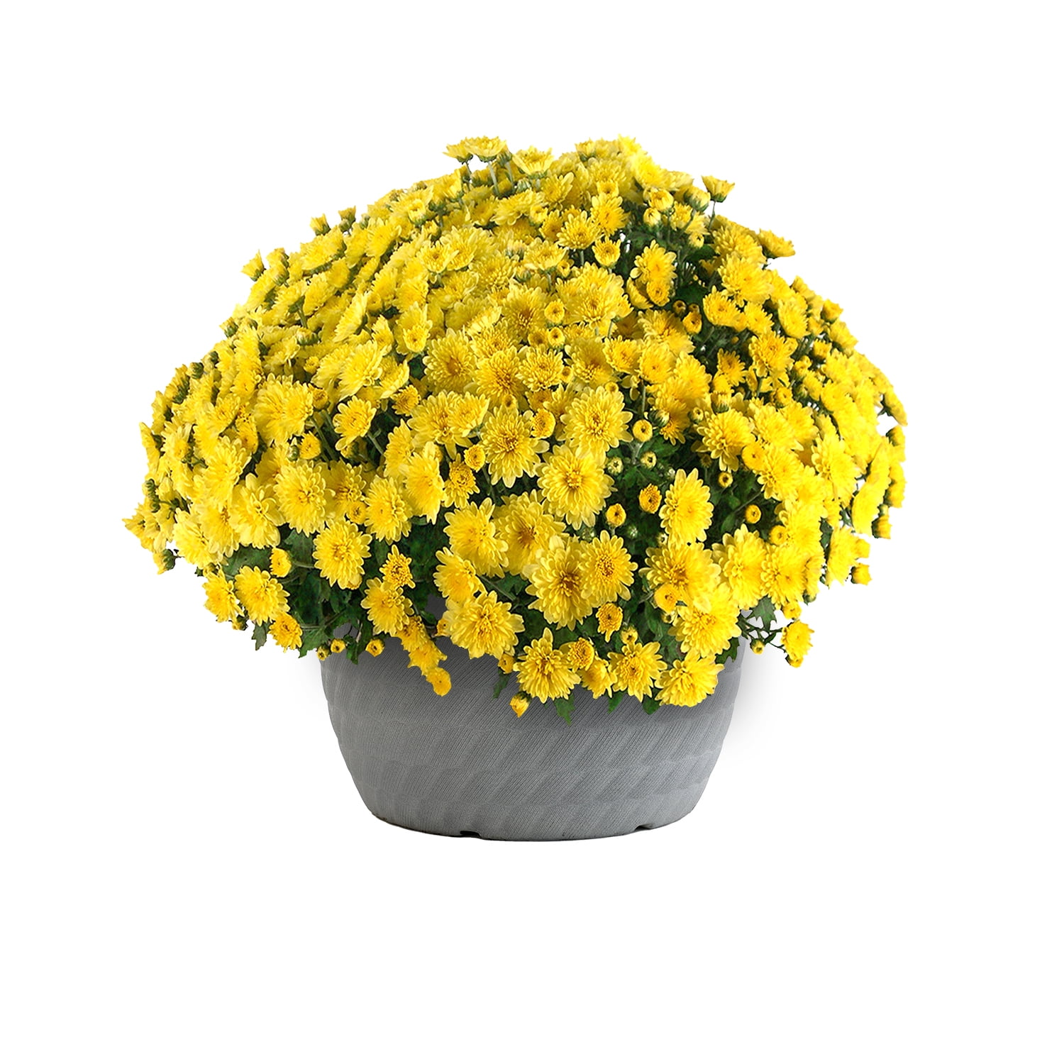 Better Homes & Gardens 1.5G Yellow Mum with Decorative Pot Live Plant