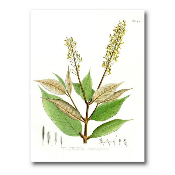 Designart ' Ancient Brazilian Plant V ' Traditional Canvas Wall Art Print