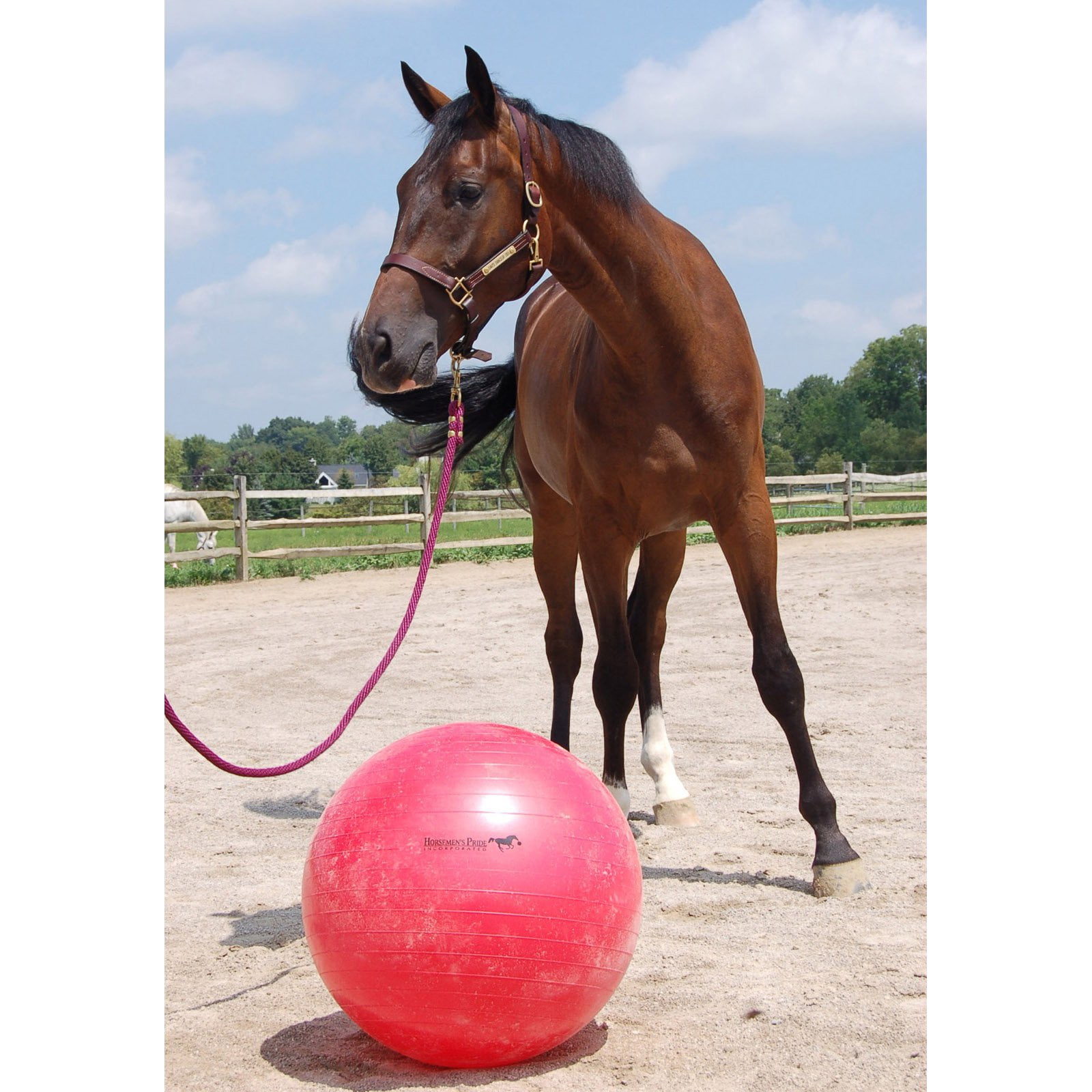 Horsemen's Pride Jolly Mega Ball