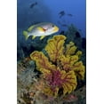 thumbnail image 2 of Shimlock, Jones 11x14 Black Ornate Wood Framed with Double Matting Museum Art Print Titled - Sweetlip fish over coral, Irian Jaya, Indonesia, 2 of 4