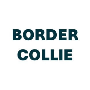 Border Collie Pill Butter