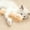 Beige, variant on TOUMENY Catnip Plush Toy, Interactive Sound-Making Pet Supplies, Resistive Chewing Playful Kitten Teaser