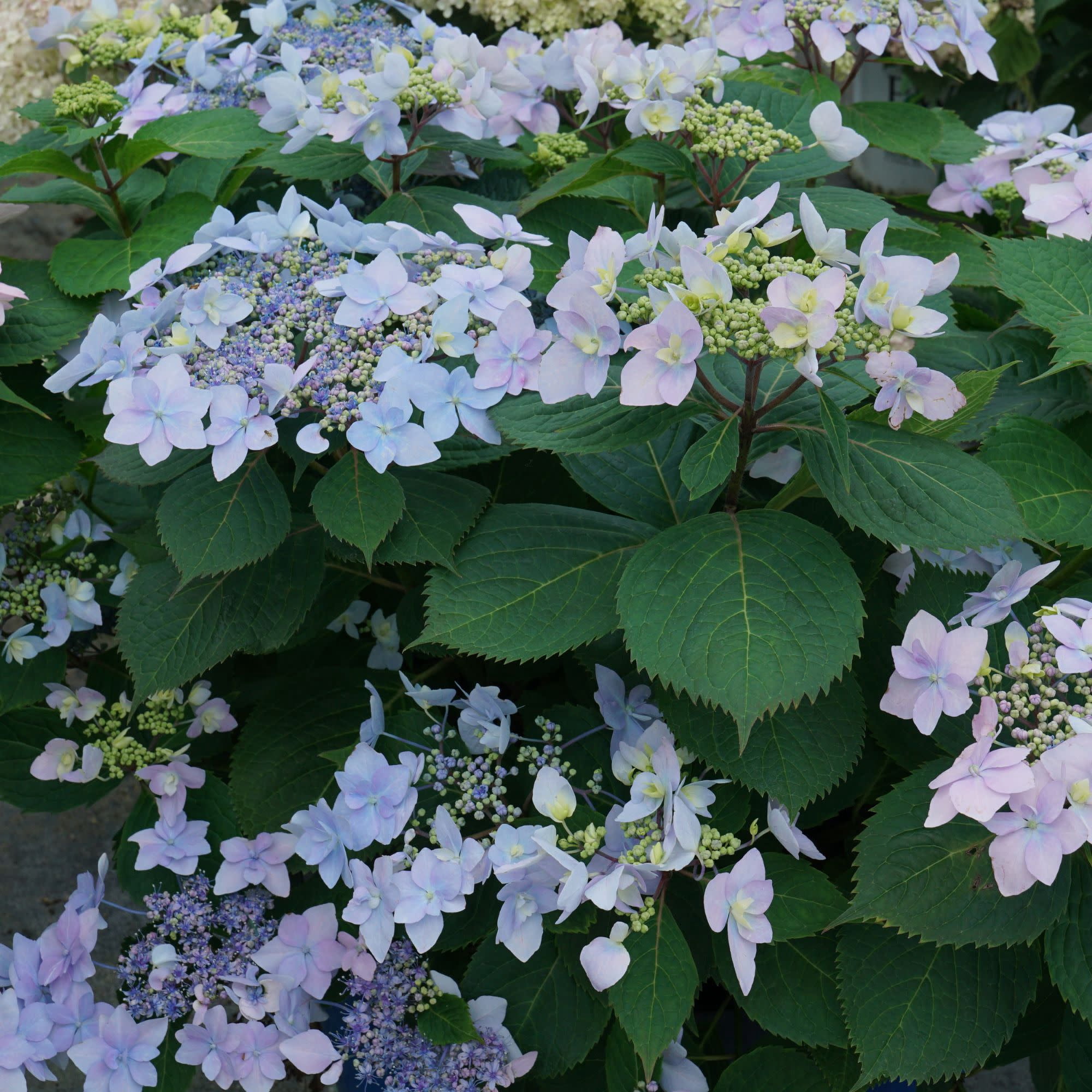 Proven Winners ColorChoice 5" Multicolor Tuff Stuff Ah-Ha Reblooming Mountain Hydrangea Live Plant in 4.5" Pot (4 Count)