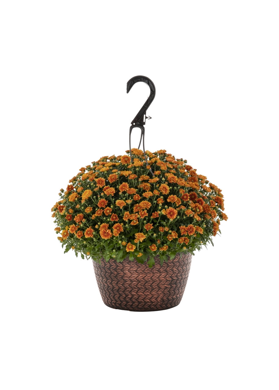 Expert Gardener 1.5G Orange Mum (1 Count) Live Plant with Decorative Hanging Basket