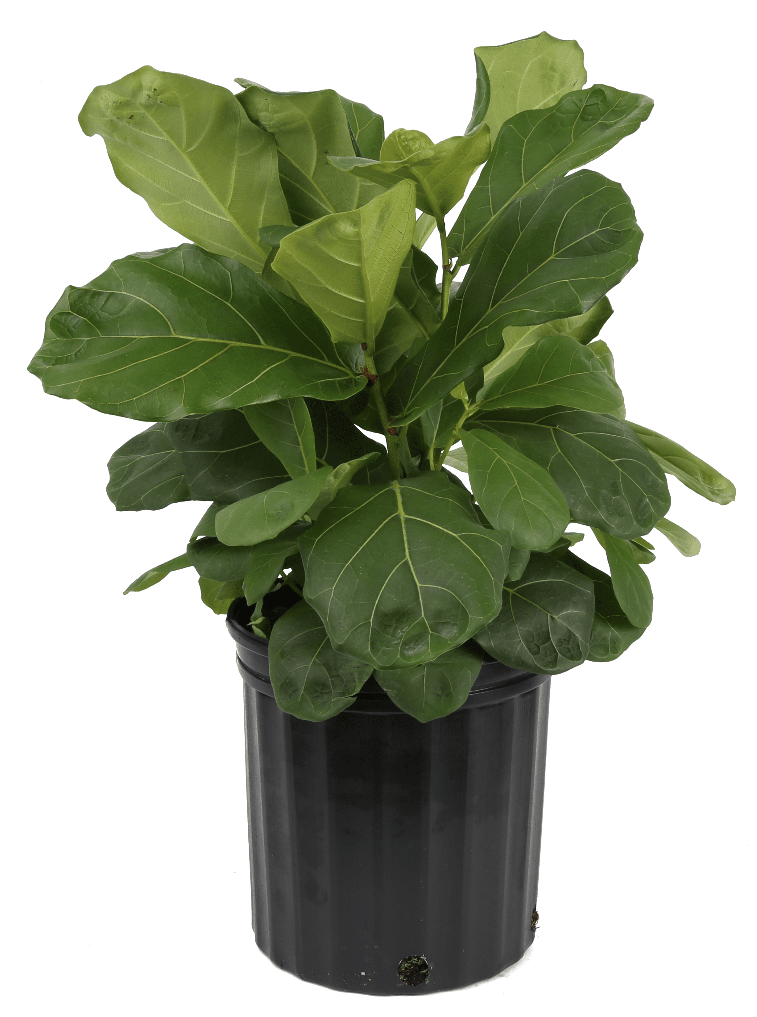 Costa Farms Live Indoor 2ft. Tall Green Fiddle Leaf Fig Tree, Indirect