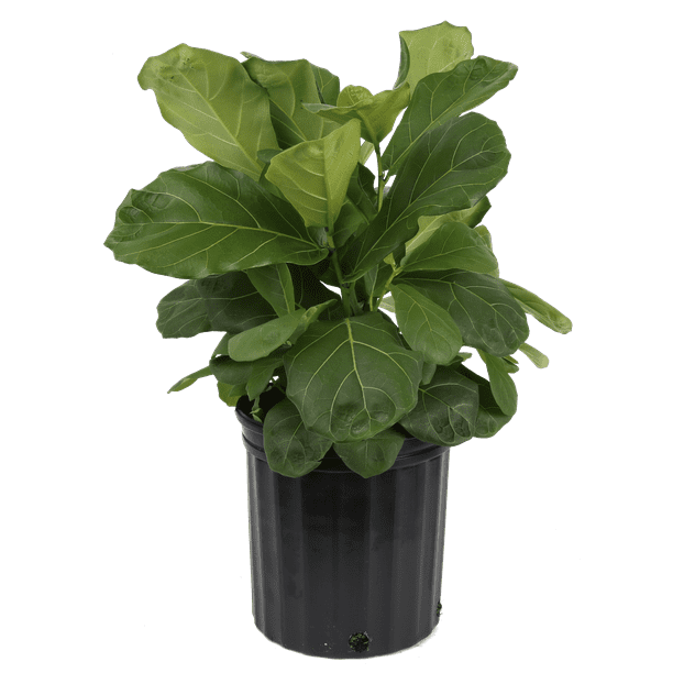 Fiddle Leaf Fig Tree Png