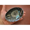 thumbnail image 2 of Polished Paua Halotis Iris Abalone Seashell, 2 of 2