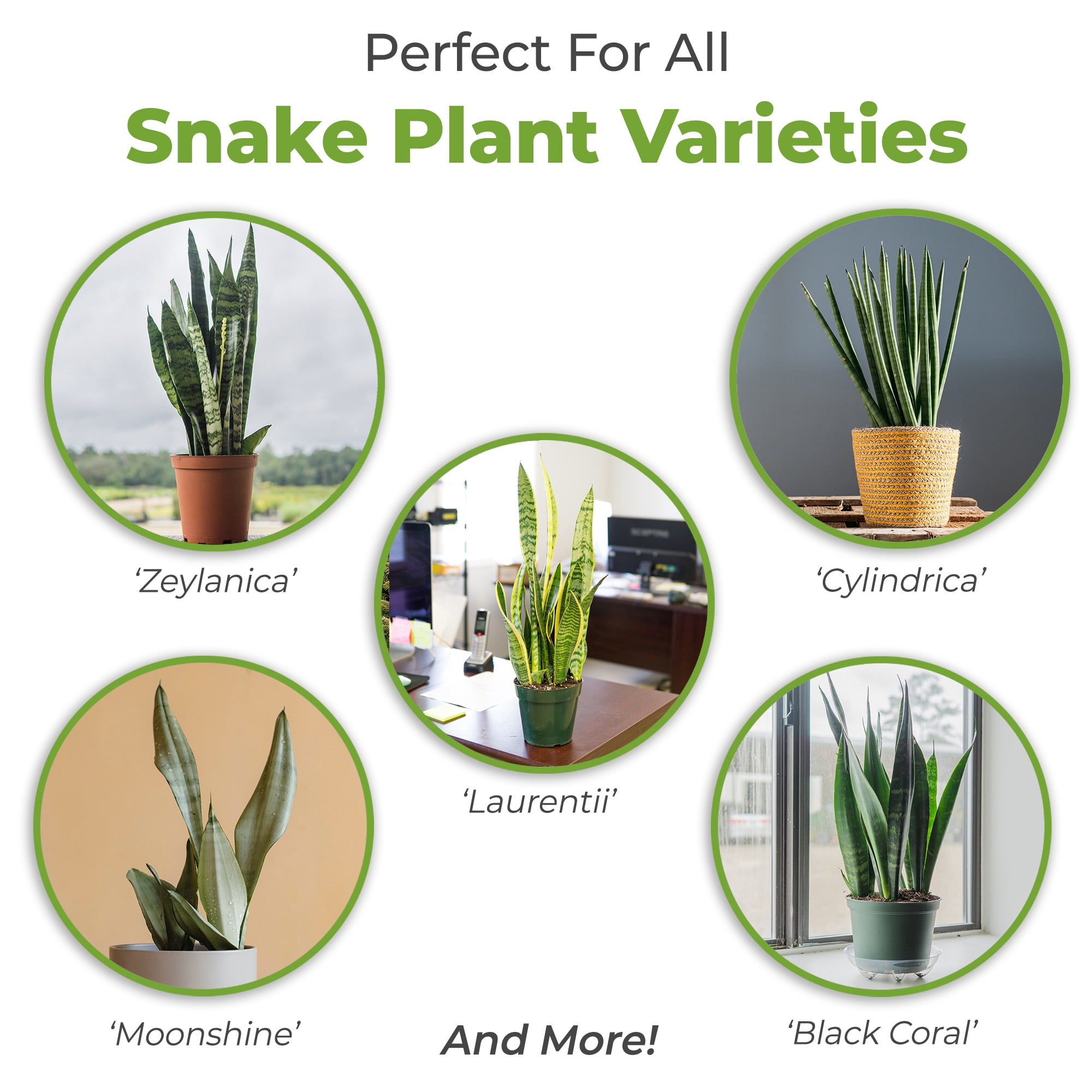 Organic Snake Plant Soil in 8qt. Bag, Potting Mix for All Snake Plant Varieties, High Drainage