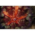 thumbnail image 3 of Factor, Beverly 24x17 Black Modern Framed Museum Art Print Titled - Star Power - Indonesia, 3 of 5
