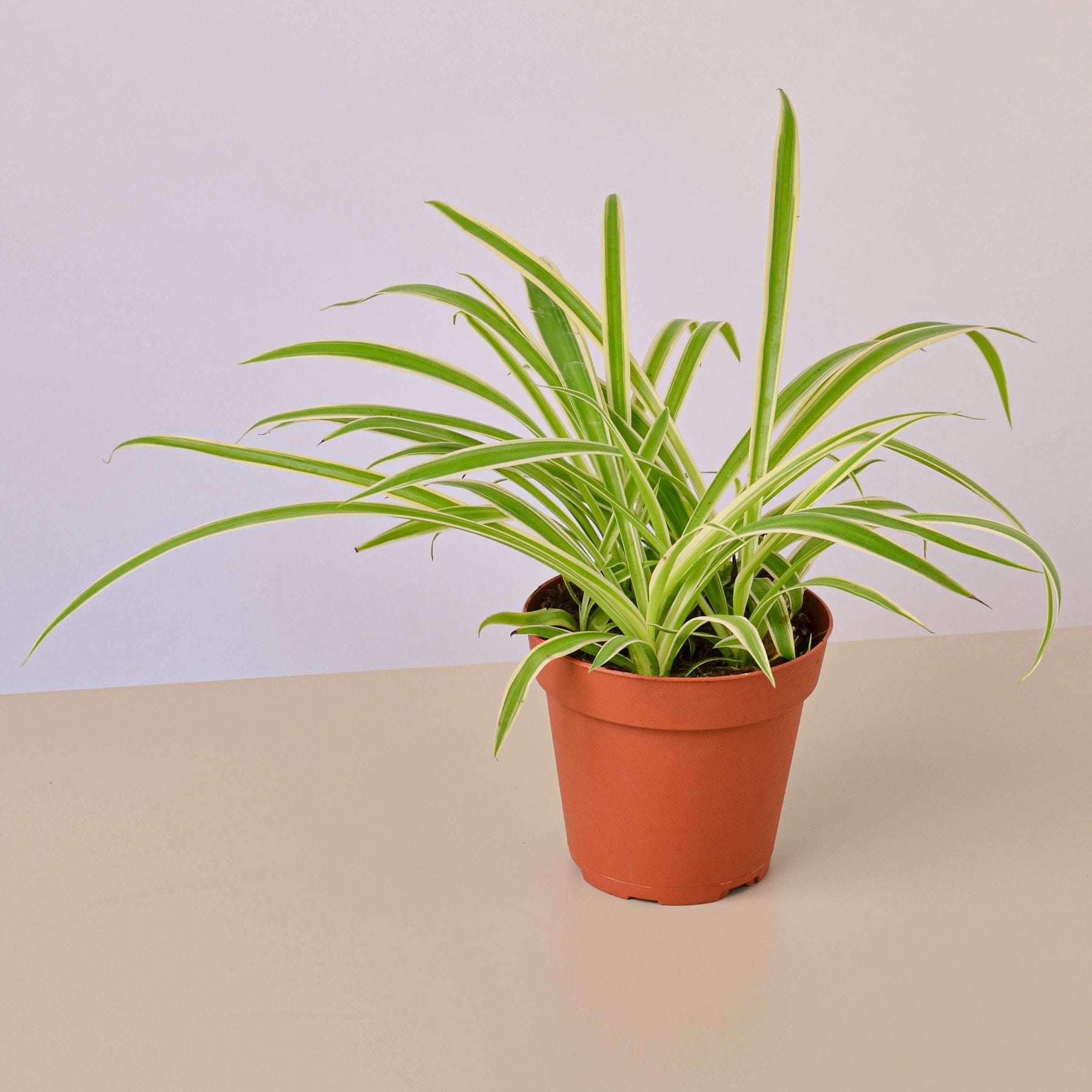 Spider Plant Reverse 4&quot; Pot