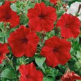 thumbnail image 2 of Outsidepride Petunia Multiflora Red - 500 Seeds, 2 of 2