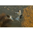 thumbnail image 2 of Illg, Cathy and Gordon 14x11 White Modern Wood Framed Museum Art Print Titled - New Mexico Snow geese in flight, 2 of 4