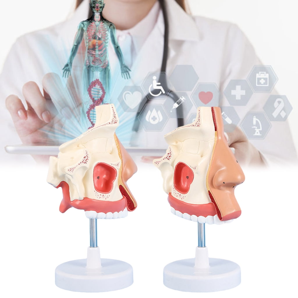 Anatomical Nasal Cavity Model Life Size Nasal Anatomy Model Model