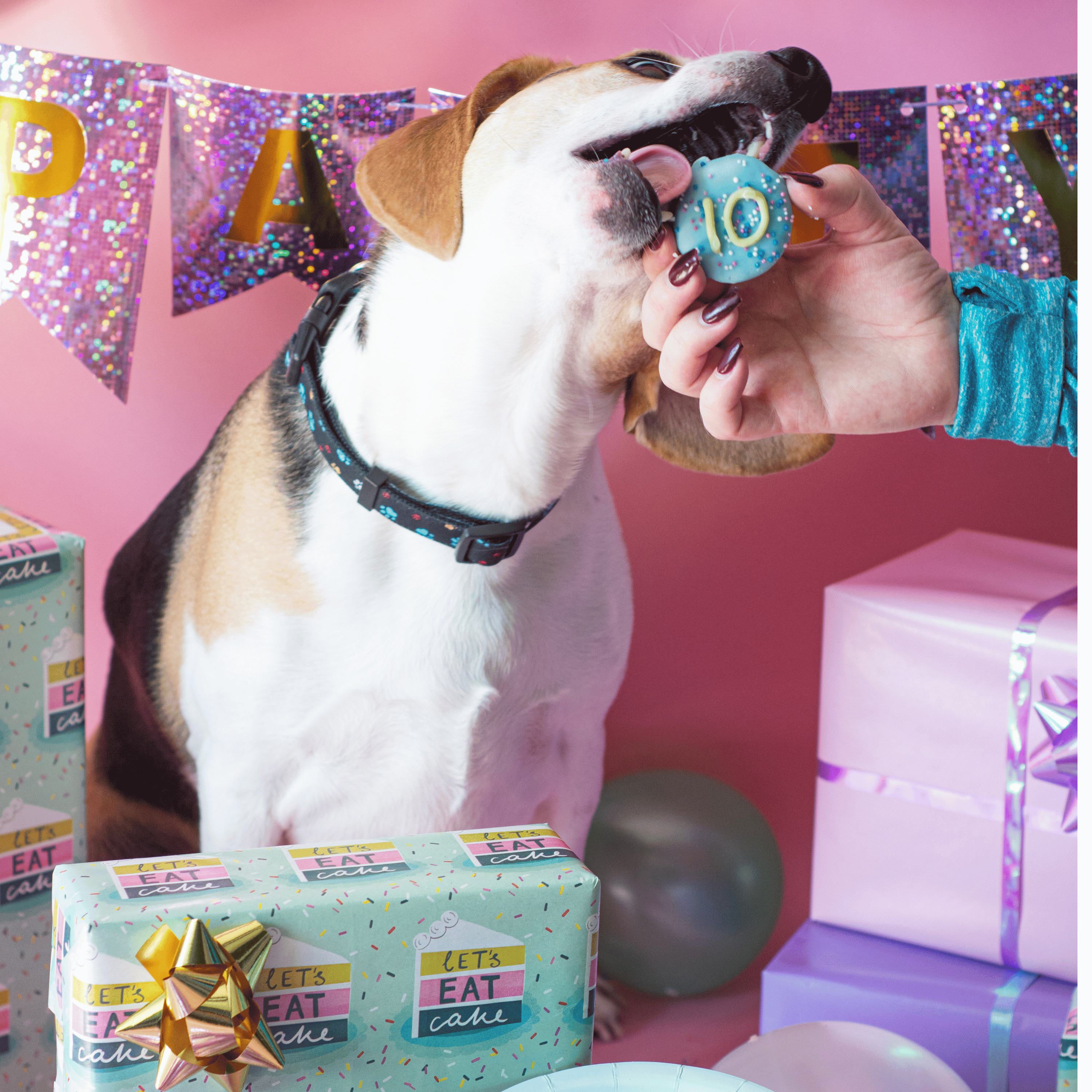 Wufers Happy Barkday Dog Advent Calendar – 12 Day Birthday Countdown Dog Treats, Decorated Soft-Baked Dog Cookies, Birthday Gift for Dogs, Made in North America