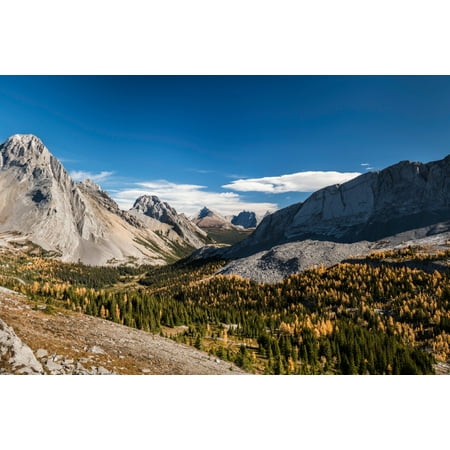 - Larch trees in autumn Burstall Pass Mt Burstall Rocky Mountains Alberta Canada Stretched Canvas - Panoramic Images (24 x 36)