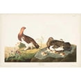 thumbnail image 3 of Audubon, John James 14x11 Black Modern Framed Museum Art Print Titled - Pl 191 Willow Grouse, 3 of 5