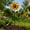 #233-colorful*B, variant on Cheapark Spinning Windmill Stake Rotating Garden Wind Spinner Colorful Dynamic for Yard Lawn Pathway Outdoor Ground Decor Gift