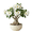 White, variant on Double Yellow Desert Rose Plant Live, Adenium Obesum Desert Rose, 4-8 Inc Tall, Perennia and Hardy Succulent for Indoor and Outdoor Planting