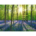 thumbnail image 2 of Krahmer, Frank 24x19 Black Ornate Wood Framed with Double Matting Museum Art Print Titled - Beech forest with bluebells, Belgium, 2 of 4