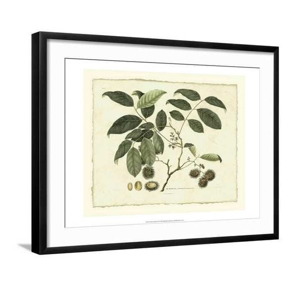 Art.com Delicate Botanical III Art Print by Samuel Curtis, Black Frame Wall Art, 29" x 23"