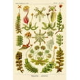 thumbnail image 2 of Haeckel, Ernst 23x32 Black Ornate Wood Framed with Double Matting Museum Art Print Titled - Haeckel Nature Illustrations: Corals, 2 of 4