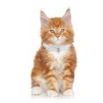 thumbnail image 4 of Pet Collar Lovely Adjustable Rhinestone Lace Pet Necklace Collar for Small Dogs, 4 of 8