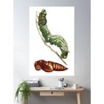 thumbnail image 2 of Sphinx Moth And Pupa Poster Wall Art, Modern Wall Decor For Living Room Bedroom, 24x36 UNFRAMED, 2 of 3