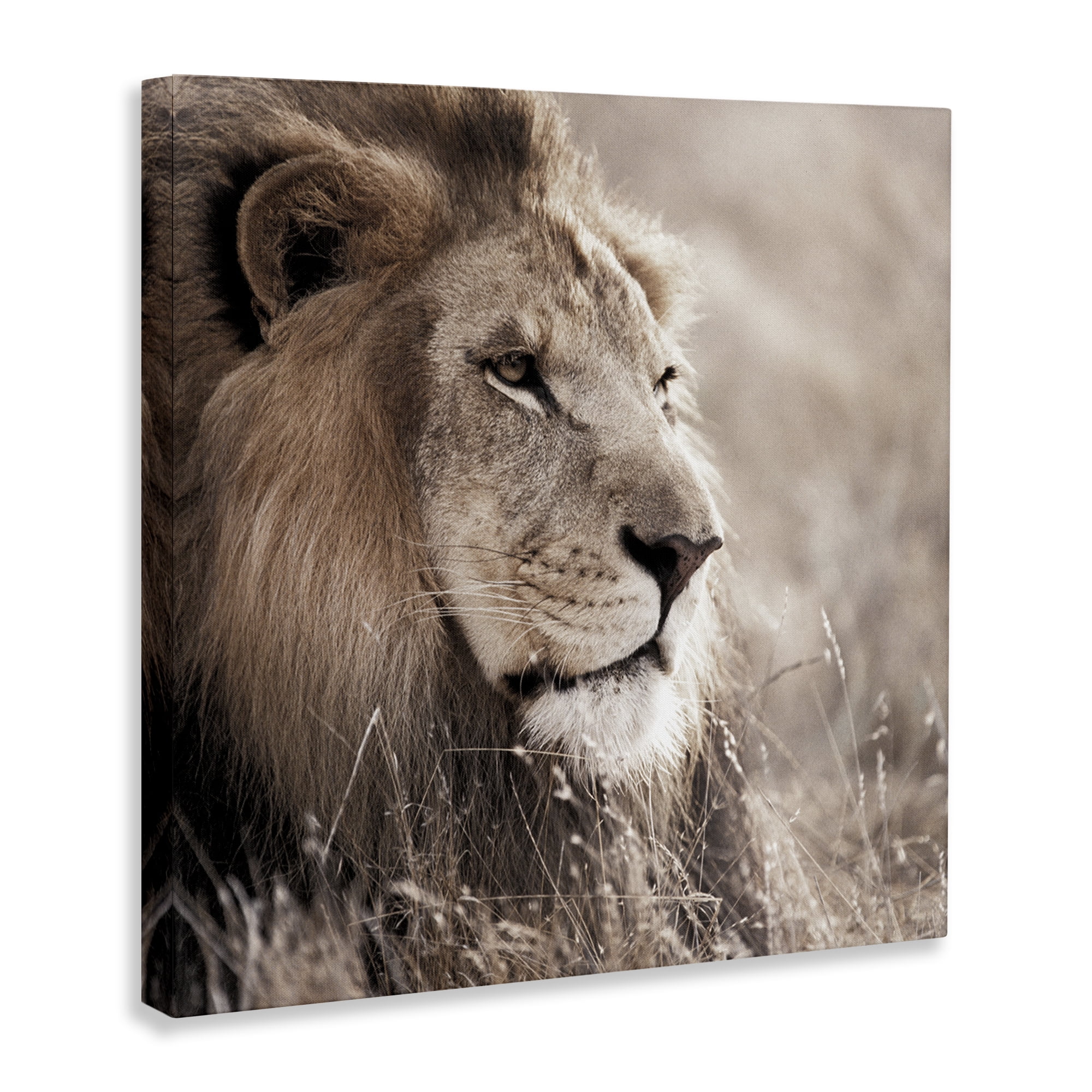 Stupell Industries Strong Gazing Lion Animals & Insects Photography Gallery Wrapped Canvas Art Print Wall Art, 30 x 30