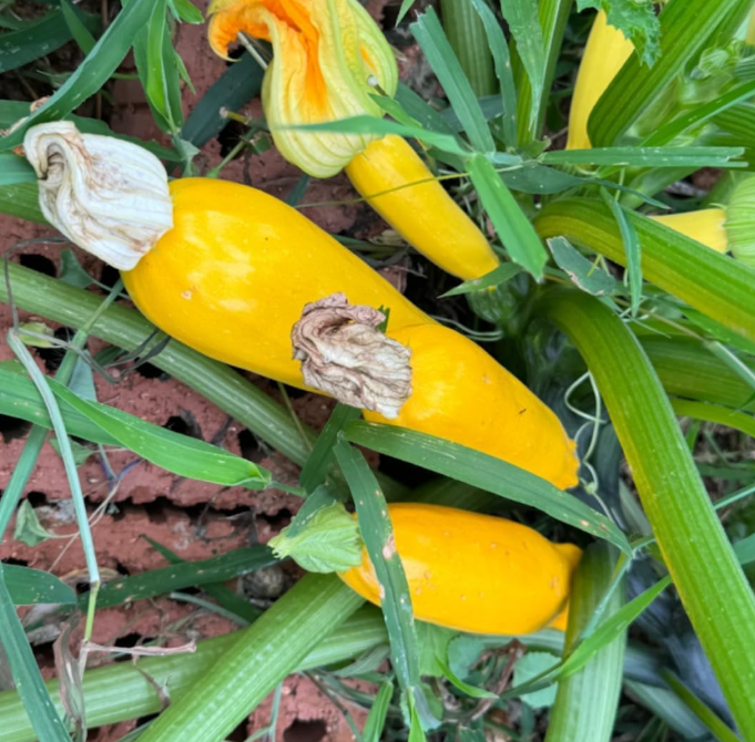 Set 2 Yellow Squash Plants, Yellow Squash Plants in Pot, Live Yellow Zucchini Plants, 2 Squash Plant Bush Zucchini Plants Live for Planting, Yellow Squash Zucchini Seedlings