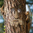 thumbnail image 4 of árbol cara al aire libre estatua anciano árbol abrazando corteza mueca rasgos faciales decoración MFZFUKR CPB-US-DYP216-7, 4 of 5