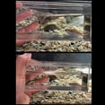 thumbnail image 2 of BIBABLYKE Acrylic Fish Viewing Box Multifunctional Fish Breeding Case for Aquarium and Hatchery with Clear Scale for Observation, 2 of 7