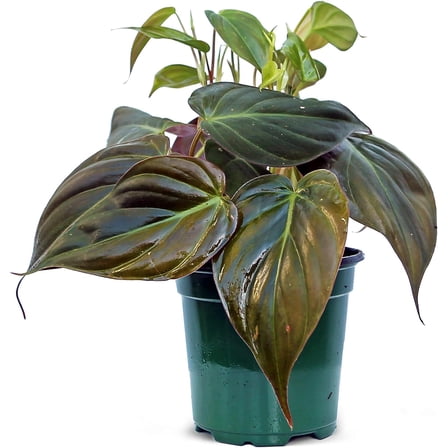 Live Philodendron Micans, Velvet Leaf Philodendron, Trailing Indoor Fully Rooted Air Purifying Houseplant, Birthday Gift, Christmas Gift, Office goft in 4" Pot