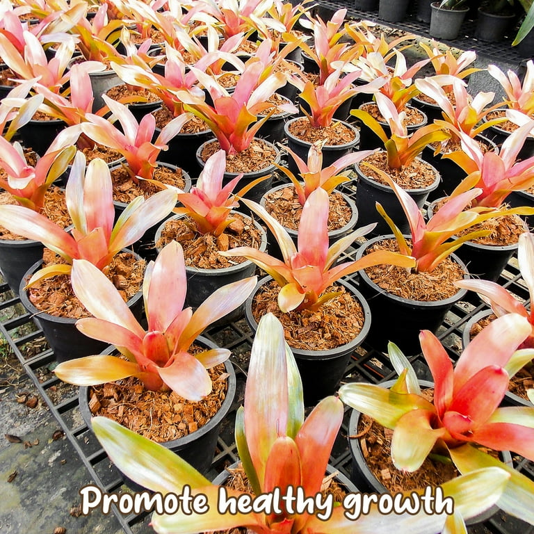 dracaena plants types Decorative Dracaena Duo