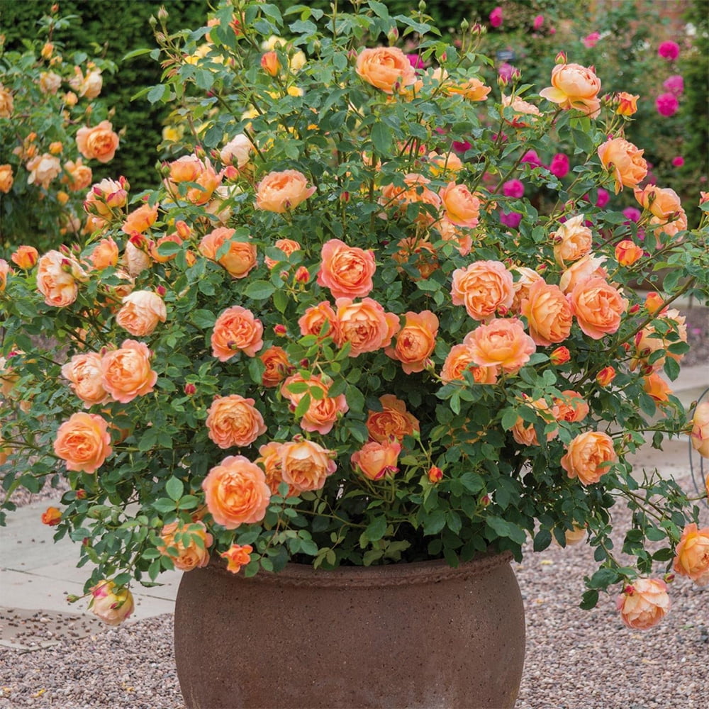 Heirloom Roses Orange Rose Plant - The Lady of Shalott David Austin Rose Bush , Live Fragrant Plants For Outdoors