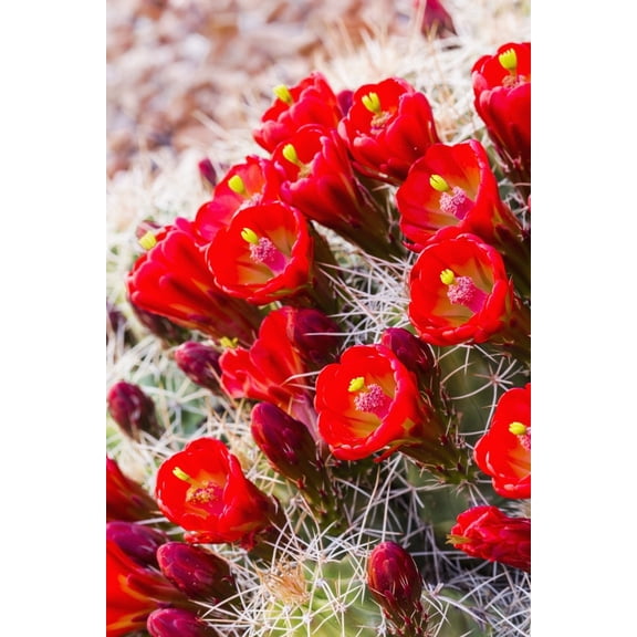 Posterazzi DPI12278090LARGE Close Up View of Claret Cup Cactus Poster Print - 24 x 38 in. - Large