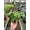 2_MONSTERA_SWISS.CHEESE, variant on Monstera Adansonii - Live Air-Purifying Indoor Plant in Nursery Pot – Easy Care, Low Maintenance Houseplant for Home & Office Decor, Natural Air Cleaner, Best for Beginners (2"Pot, NurseryPot)