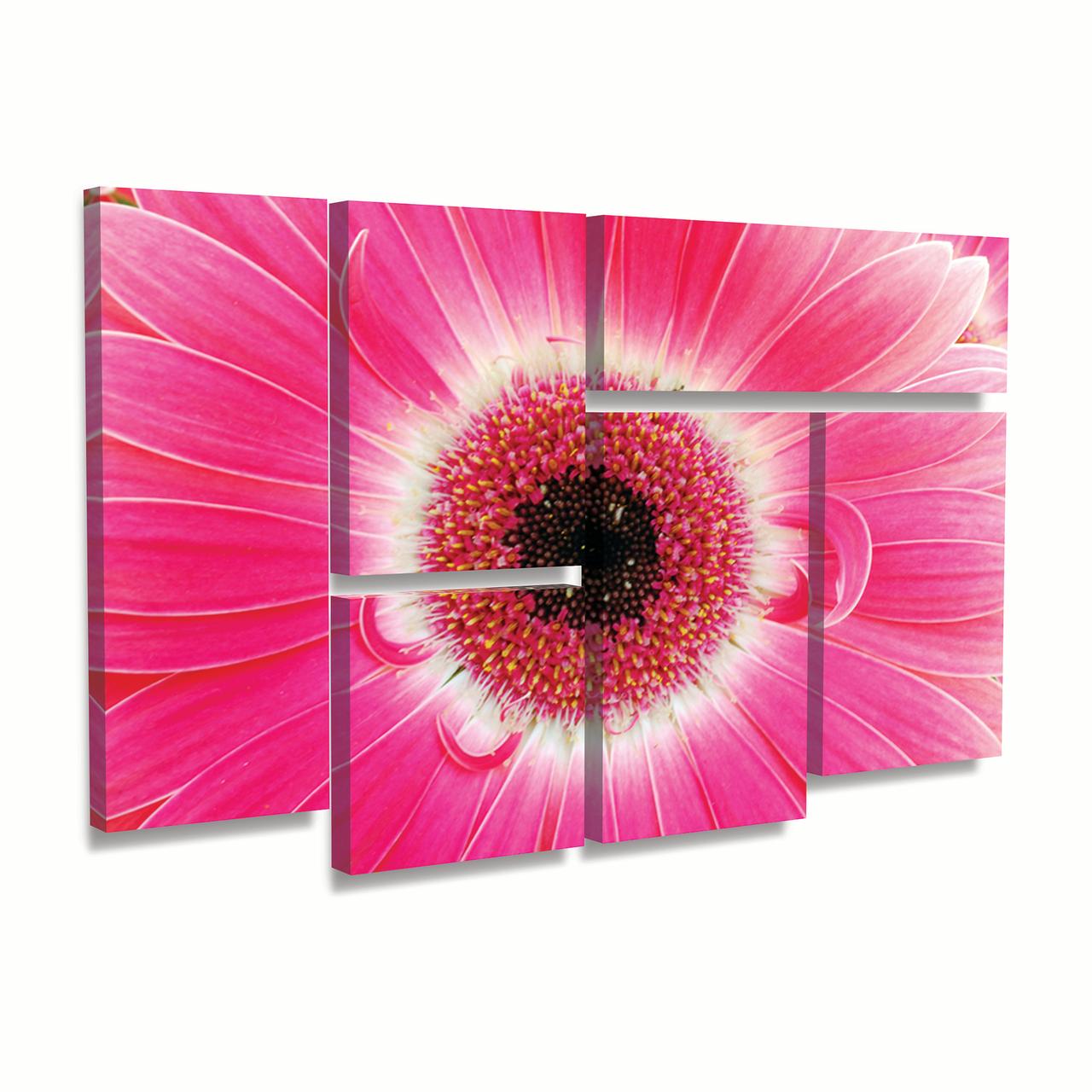 Trademark Fine Art 'Pink Gerber' Canvas Art by Kurt Shaffer
