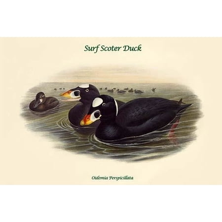 Oidemia Perspicillata Surf Scoter Duck Poster Print By John Gould 24 X 36 Walmart Com Walmart Com